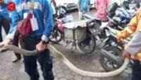 Kurir Ning Cirebon Kocar-Kacir Isi Paketan King Cobra Kan Cilacap Ucul