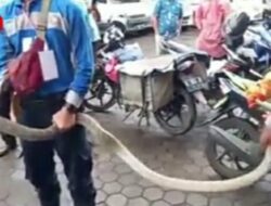 Kurir Ning Cirebon Kocar-Kacir Isi Paketan King Cobra Kan Cilacap Ucul