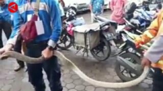 Kurir Ning Cirebon Kocar-Kacir Isi Paketan King Cobra Kan Cilacap Ucul