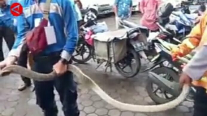 King Cobra ucul kan paket ning Cirebon foto by antaranews