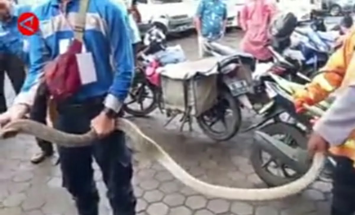 King Cobra ucul kan paket ning Cirebon foto by antaranews