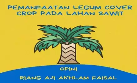 memanfaatkan legum cover crop pada tanaman sawit