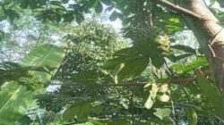 Banyak Manfaat yang Diperoleh dari Mengkonsumsi Buah Sirsak, Apa Saja?