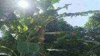 Cara Bertanam atau Budidaya Buah Pisang