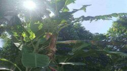 Cara Bertanam atau Budidaya Buah Pisang