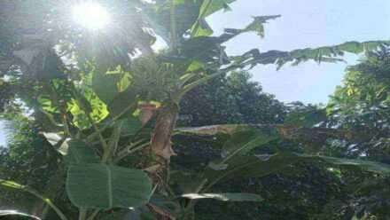 Cara Bertanam atau Budidaya Buah Pisang