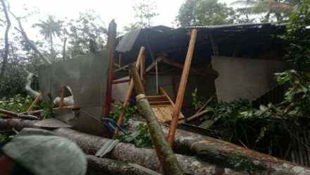 Dua Rumah Warga Tertimpa Pohon Tumbang Akibat Puting Beliung