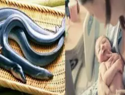 Sering Dicari Ibu Setelah Melahirkan Bayi, Ternyata ini Manfaat Sidat