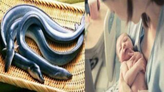 Sering Dicari Ibu Setelah Melahirkan Bayi, Ternyata ini Manfaat Sidat