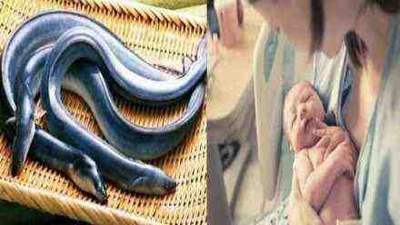 Sering Dicari Ibu Setelah Melahirkan Bayi, Ternyata ini Manfaat Sidat