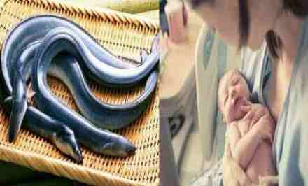 Sering Dicari Ibu Setelah Melahirkan Bayi, Ternyata ini Manfaat Sidat