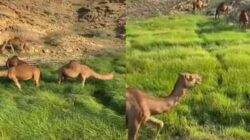 Viral Unta Lahap Makan Rumput di Arab Saudi yang Menghijau, Netizen Tanda Kiamat