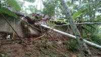 Di Wanareja Akibat Angin Kencang, Rumah Warga Rusak Tertimpa Pohon Tumbang