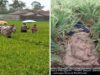 Penemuan mayat di Desa Kesugihan Kecamatan Kesugihan