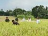 babinsa koramil 04 binangun bersama ppl dan gapoktan melaksanakan ubinan panen padi