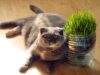 Sederet Manfaat Rumput Gandum atau Wheatgrass untuk Kucing dan Manusia