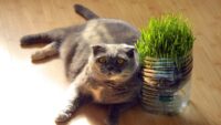 Sederet Manfaat Rumput Gandum atau Wheatgrass untuk Kucing dan Manusia