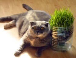 Sederet Manfaat Rumput Gandum atau Wheatgrass untuk Kucing dan Manusia