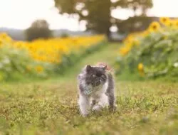 Punya Kucing Ras atau Biasa, Jangan Dikurung Terus, ini alasannya?