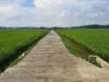 Proses Cor Beton TMMD Kodim Cilacap di Kalikudi Adipala
