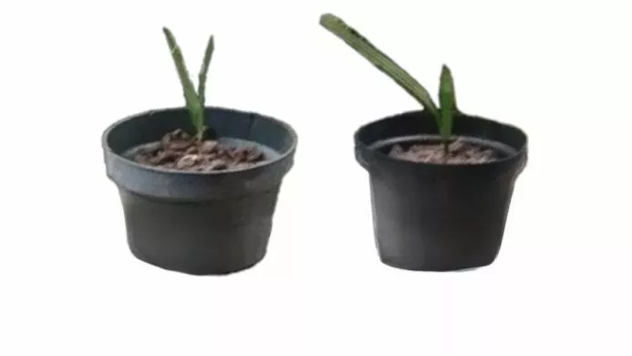 ilustrasi Tanam Pohon Kurma Ajwa di Pot