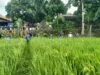 babinsa koramil cilacap utara terjun ke sawah bantu petani basmi serangan hama