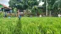 Babinsa Koramil Cilacap Utara Terjun ke Sawah Bantu Petani Basmi Serangan Hama