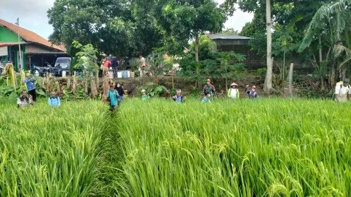 babinsa koramil cilacap utara terjun ke sawah bantu petani basmi serangan hama