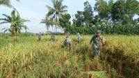 Babinsa Cimanggu Bersama PPL Mendampingi Petani Melaksanakan Ubinan Padi