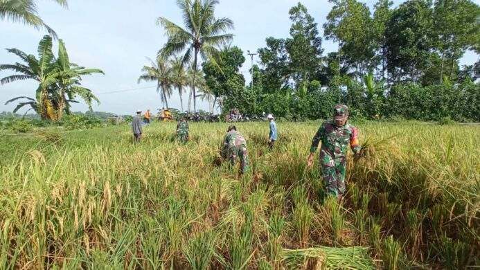 babinsa cimanggu bersama ppl mendampingi petani melaksanakan ubinan padi
