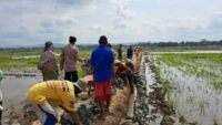 Batu Belah, Bahan Utama dalam Pembuatan Talud Sasaran Fisik TMMD Kodim Cilacap