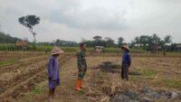 Dukung Ketahanan Pangan, Babinsa Cimanggu Komsos Dengan Petani