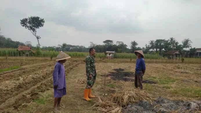 dukung ketahanan pangan babinsa cimanggu komsos dengan petani