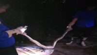 Mangsa Ayam, Ular Sanca di Cipari Berhasil Diamankan Petugas Damkar Cilacap