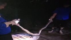 Mangsa Ayam, Ular Sanca di Cipari Berhasil Diamankan Petugas Damkar Cilacap