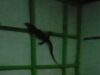 Petugas Damkar Cilacap Tangkap Biawak Berukuran Besar Masuk Rumah Warga