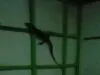 Petugas Damkar Cilacap Tangkap Biawak Berukuran Besar Masuk Rumah Warga