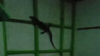 Petugas Damkar Cilacap Tangkap Biawak Berukuran Besar Masuk Rumah Warga