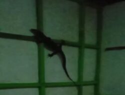 Petugas Damkar Cilacap Tangkap Biawak Berukuran Besar Masuk Rumah Warga