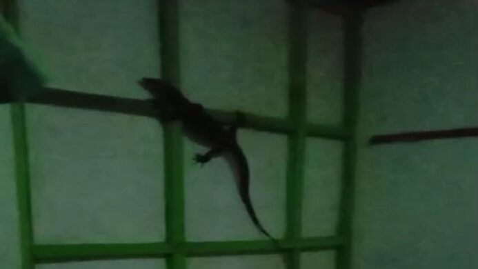 dokumentasi saat Biawak dengan panjang 50 cm masuk ke dalam kamar rumah warga Cilacap Selatan