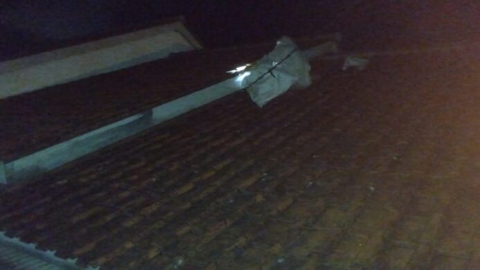 petugas Damkar Cilacap tengah mengevakuasi tawon ndas di Gumilir