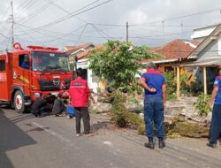 Damkar Cilacap Evakuasi Pohon Glodokan yang Tumbang ke Jalan