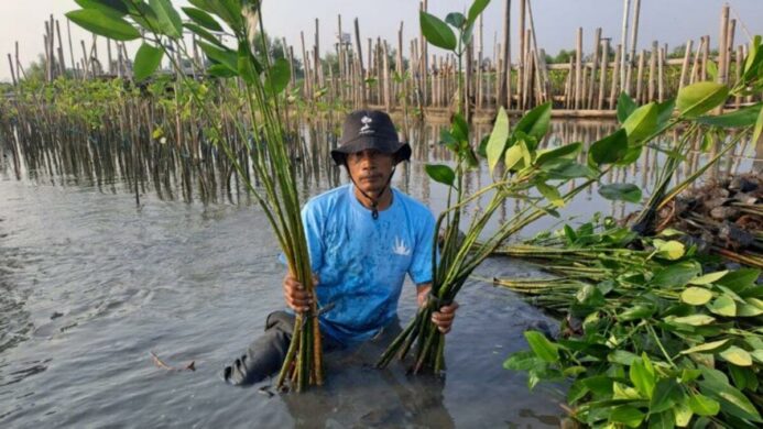 Penanaman mangrove di Tambakrejo