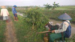 Anggota Koramil 12 Kedungreja Bantu Petani Mengatasi Hama Tikus