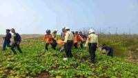 Pelajar yang Tenggelam di Pantai Bunton Adipala Ditemukan Tim SAR Gabungan