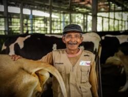 Menjaga Ketahanan Pangan melalui Pemberdayaan Peternak Sapi Perah Lokal