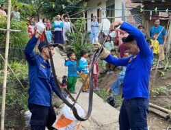 Ular Kobra Sepanjang 2 Meter Berhasil Dievakuasi Petugas Damkar Cilacap