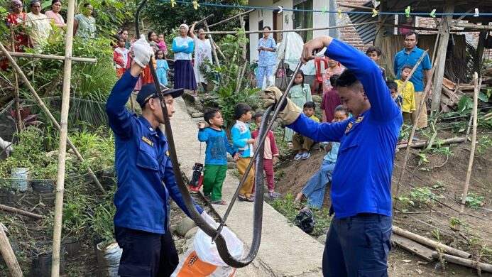 Petugas Damkar Majenang Cilacap berhasil amankan Ular Kobra sepanjang 2 meter di Cimanggu