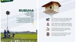 Kadispertan Cilacap: 133 Rubuha Baru di Cilacap Terpasang untuk Atasi Hama Tikus