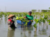 Hari Mangrove Sedunia (1) (1)